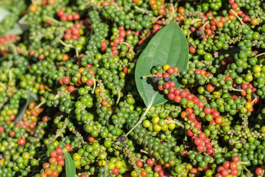 Vietnam Made A New  Record In Exporting Pepper In April, 2020